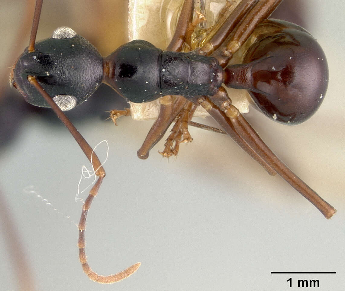 Image of Polyrhachis osae Mann 1919