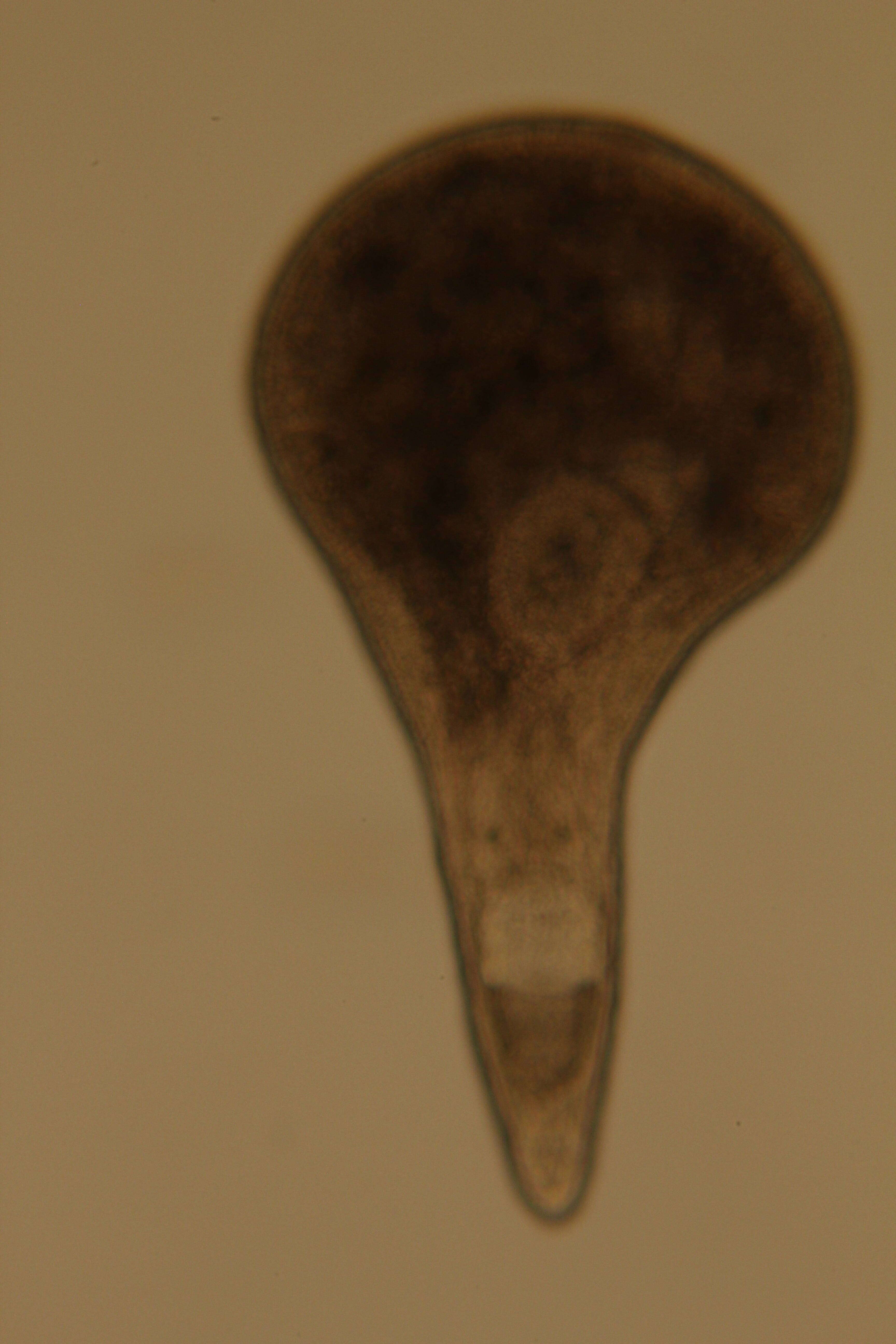 Image of Rhabdocoela