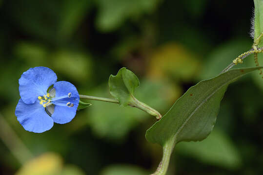 Image of commelina