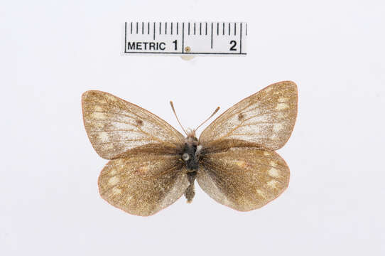 Image of Colias viluiensis Ménétriès 1859