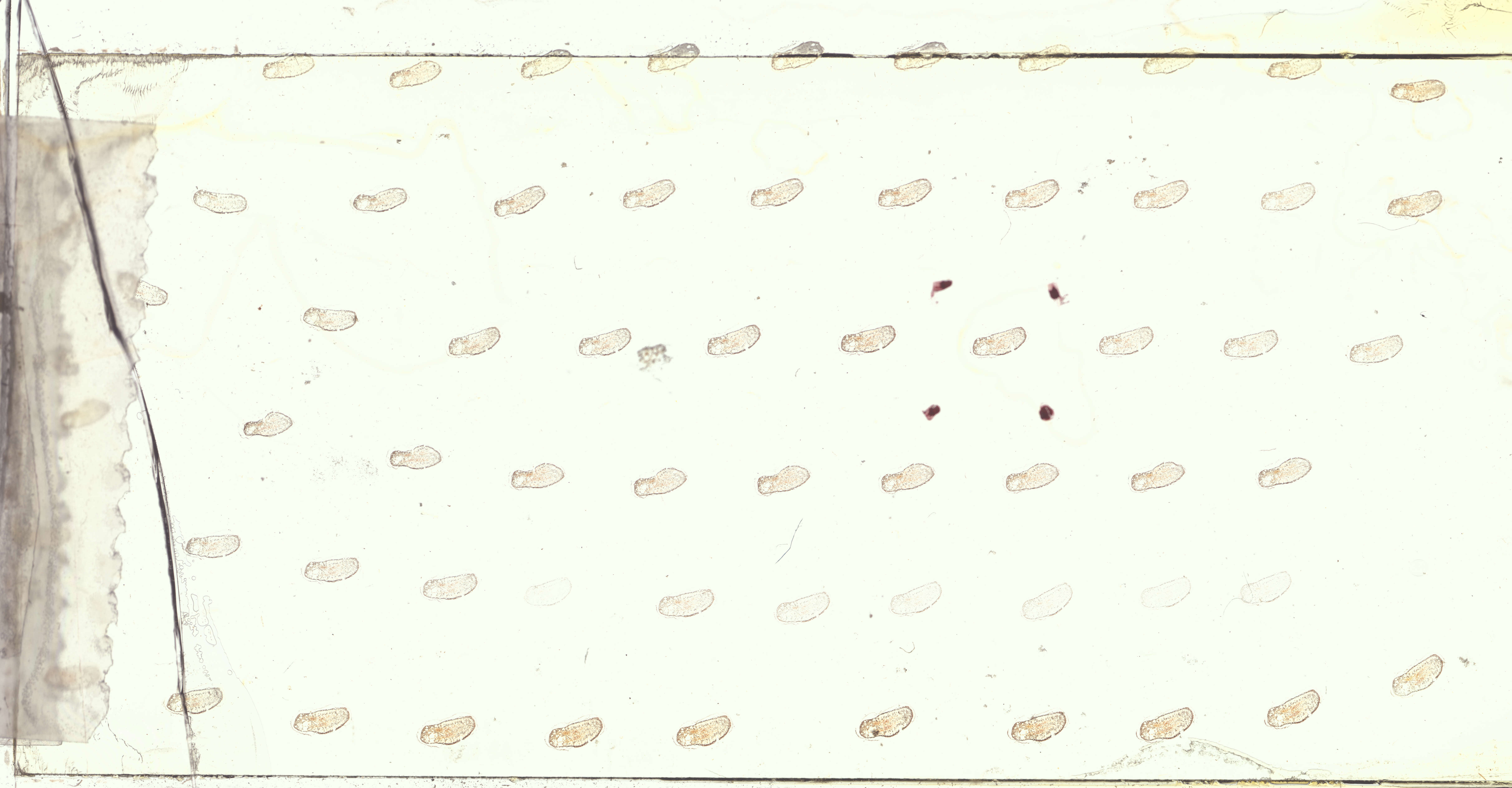 Image of Loligo Lamarck 1798