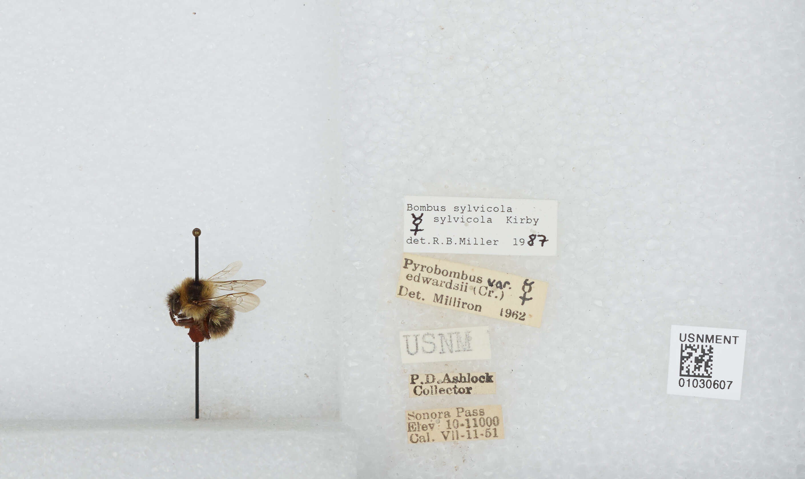 Image de Bombus sylvicola Kirby 1837