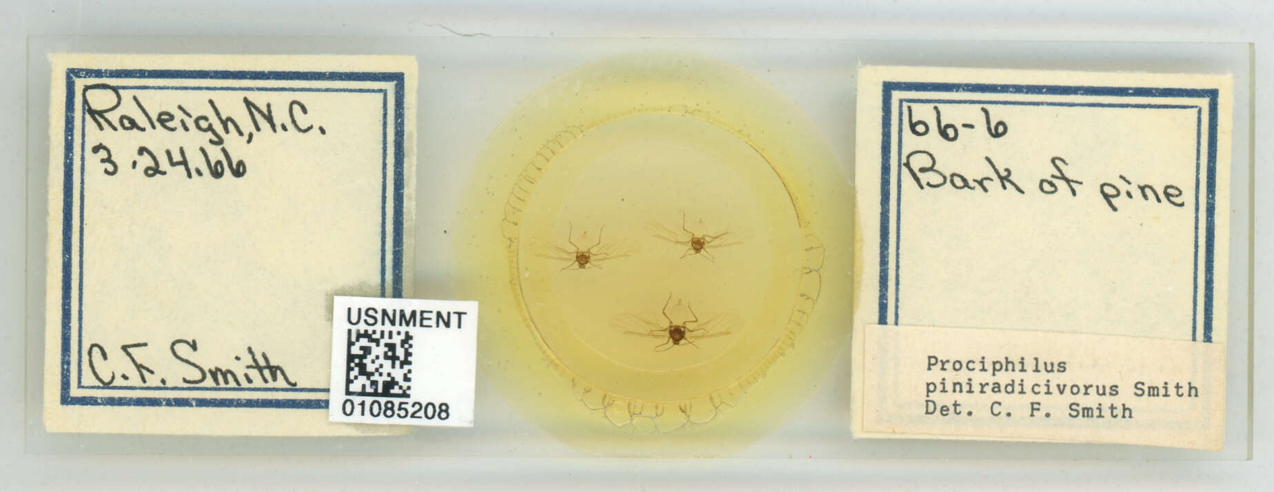 Image of Prociphilus (Prociphilus) piniradicivorus Smith & C. F. 1969