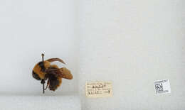 Image of Yellow Bumblebee