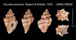 Image of Pygmaepterys poormani (Radwin & D' Attilio 1976)