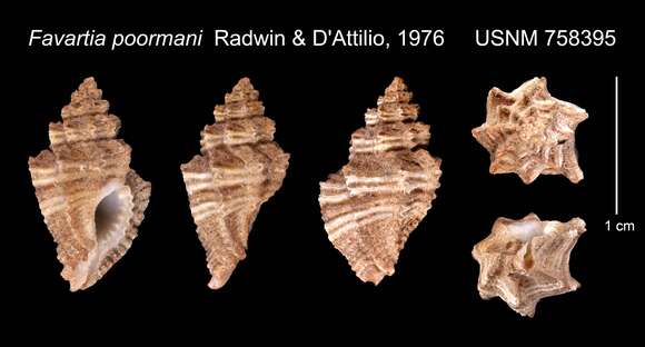 Image de Pygmaepterys poormani (Radwin & D' Attilio 1976)