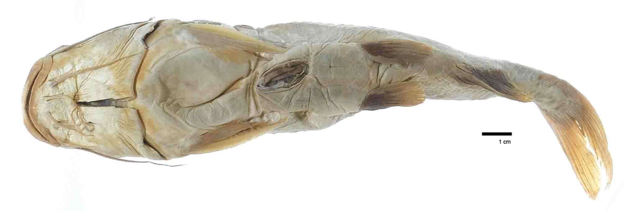 Image of Galeichthys simonsi Starks 1906