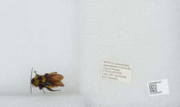 Слика од Bombus sonorus Say 1837