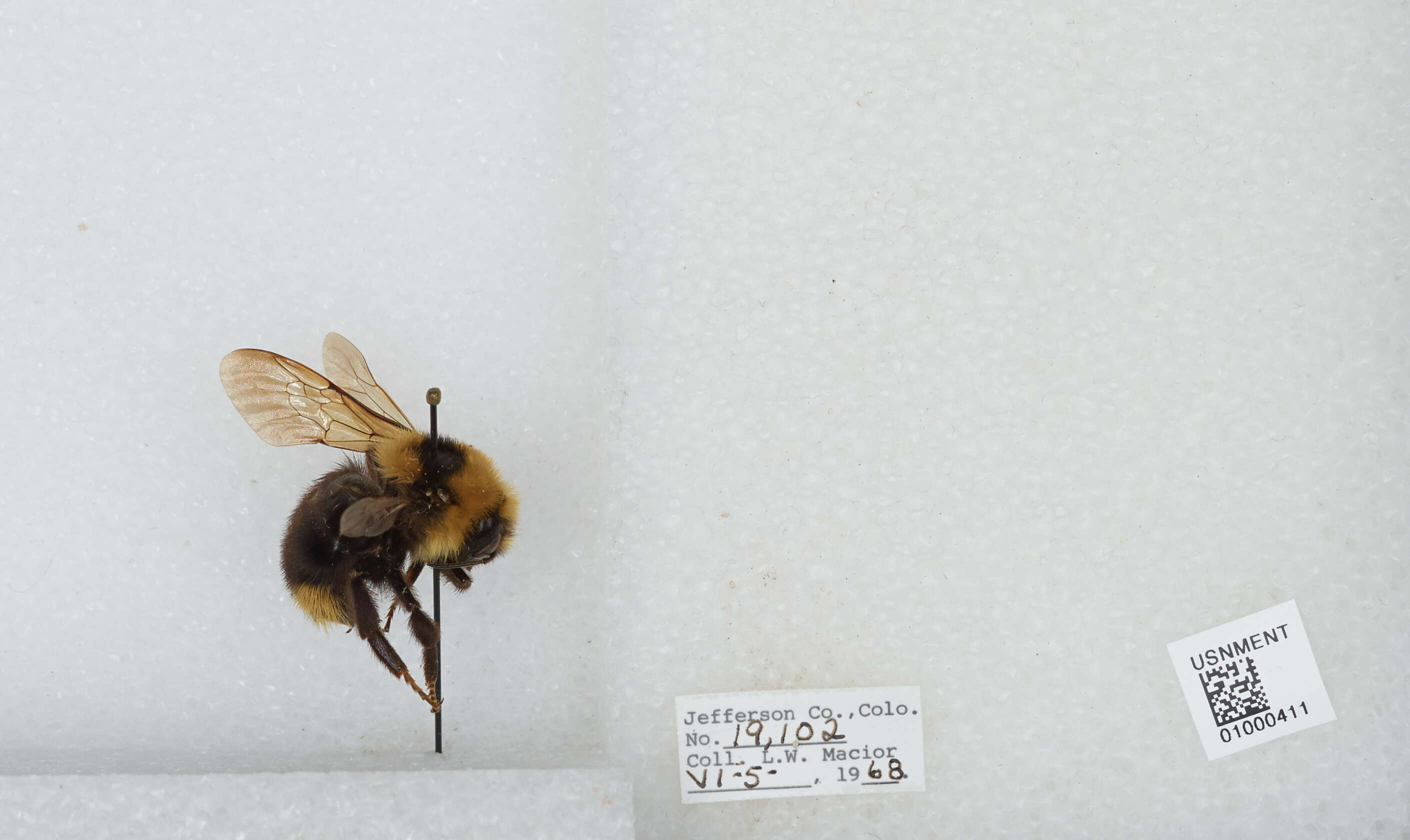 Image de Bombus insularis (Smith 1861)