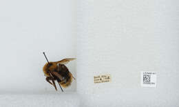 Image de Bombus insularis (Smith 1861)