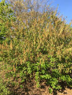 Image of Stachyurus praecox var. matsuzakii (Nakai) Makino