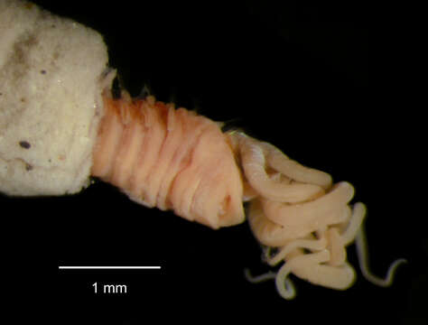 Image of Neosamytha gracilis Hartman 1967