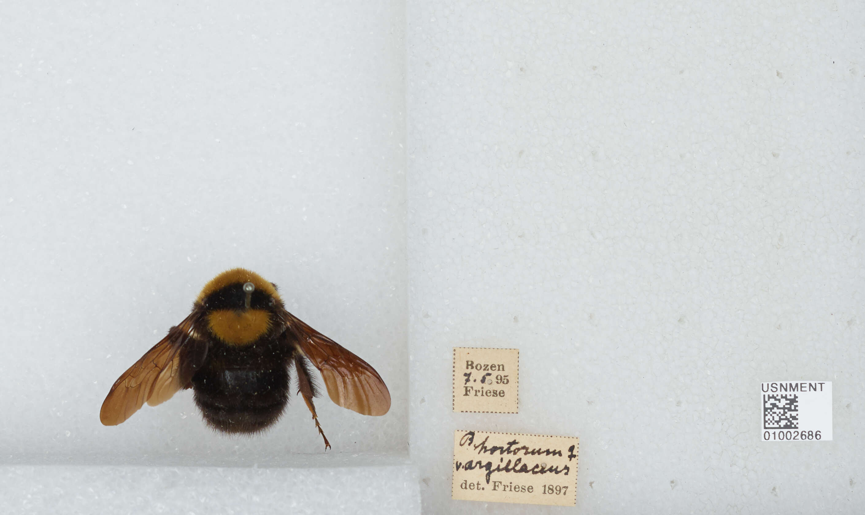 Слика од Bombus argillaceus (Scopoli 1763)