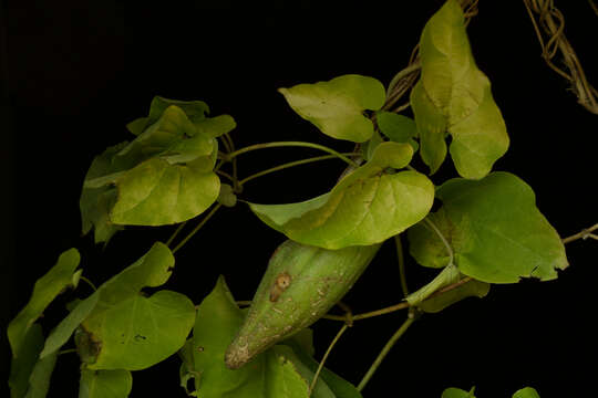 Image of Marsdenia coulteri Hemsl.