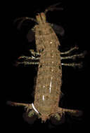 Image of Stomatopoda