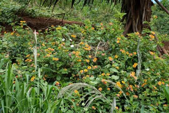 Image of lantana