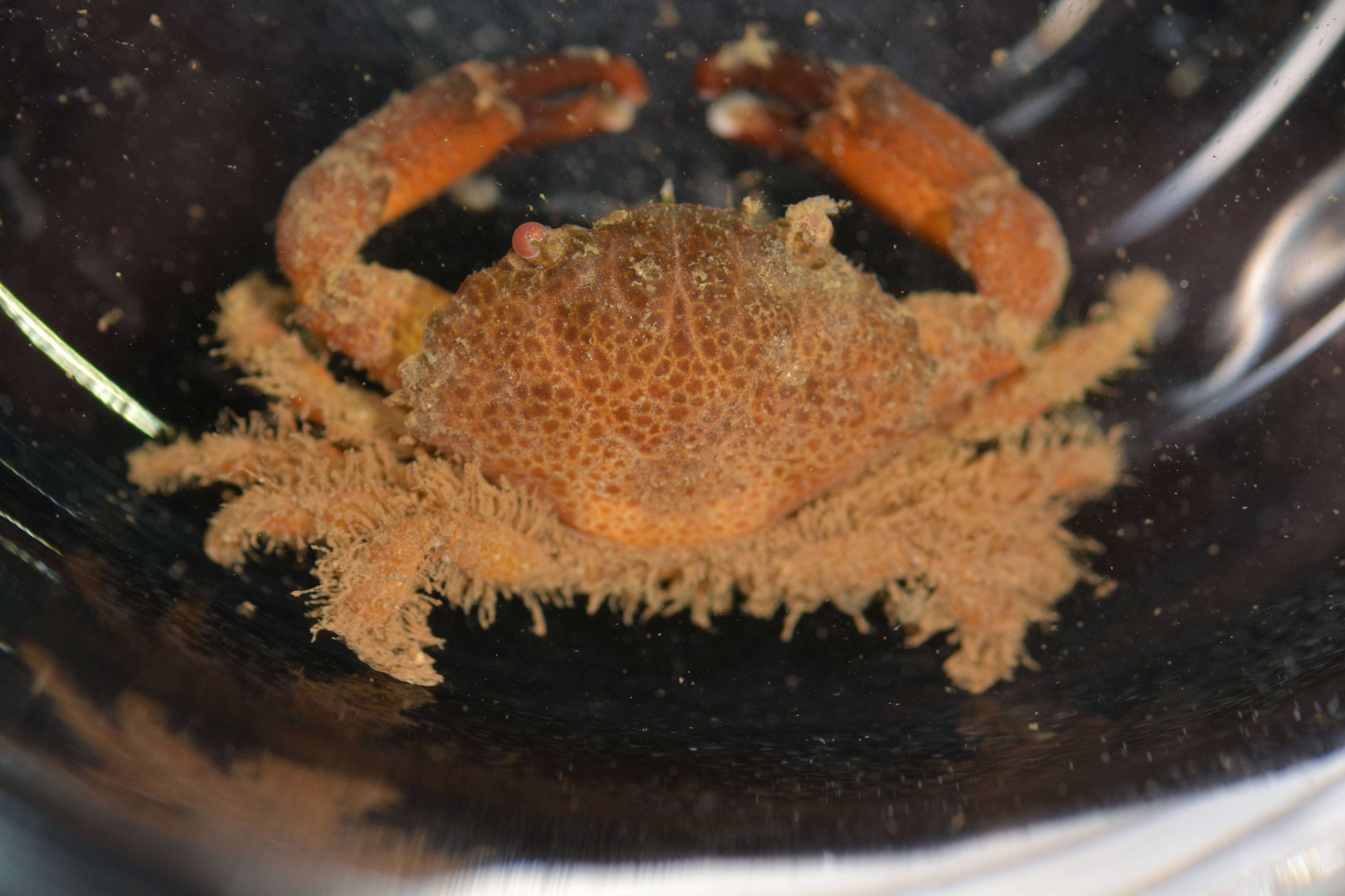 Image of Xanthidae