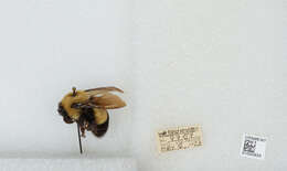 Слика од Bombus affinis Cresson 1864