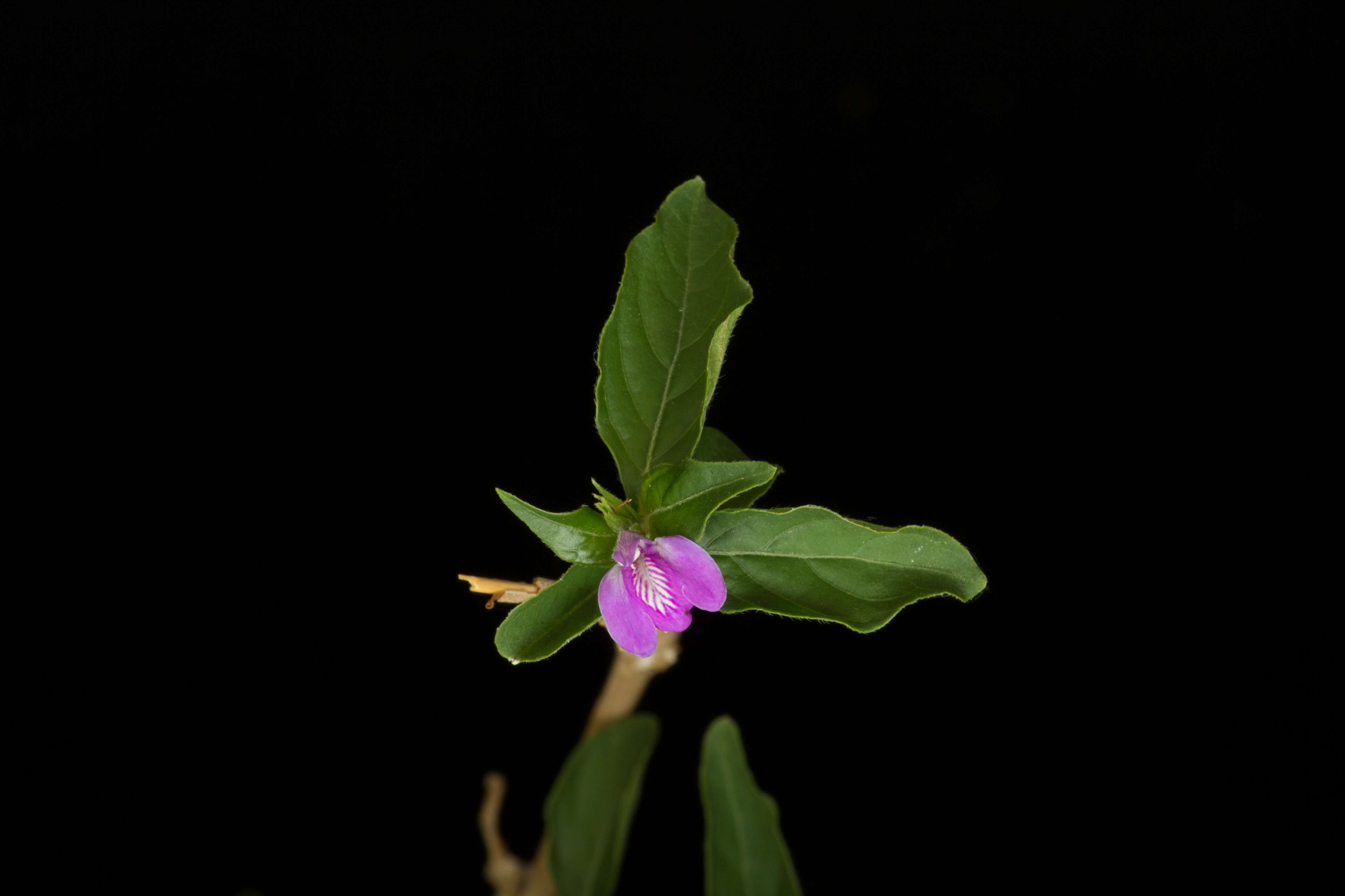 Image of Justicia breviflora (Nees) Rusby