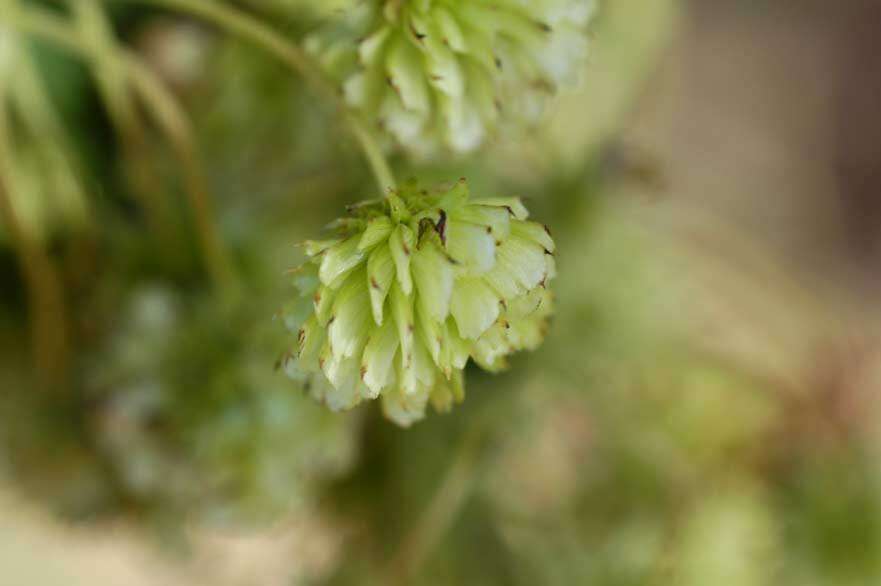 Image de Montanoa hibiscifolia (Benth.) C. Koch