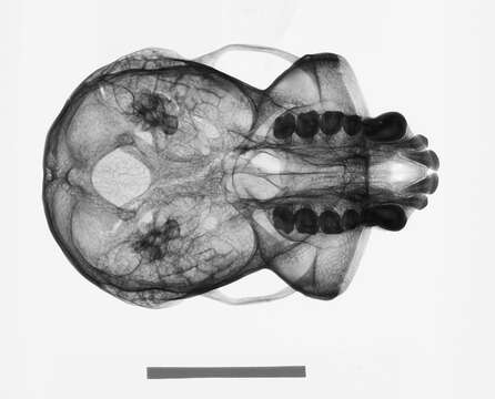 Image de Gibbon De Muller