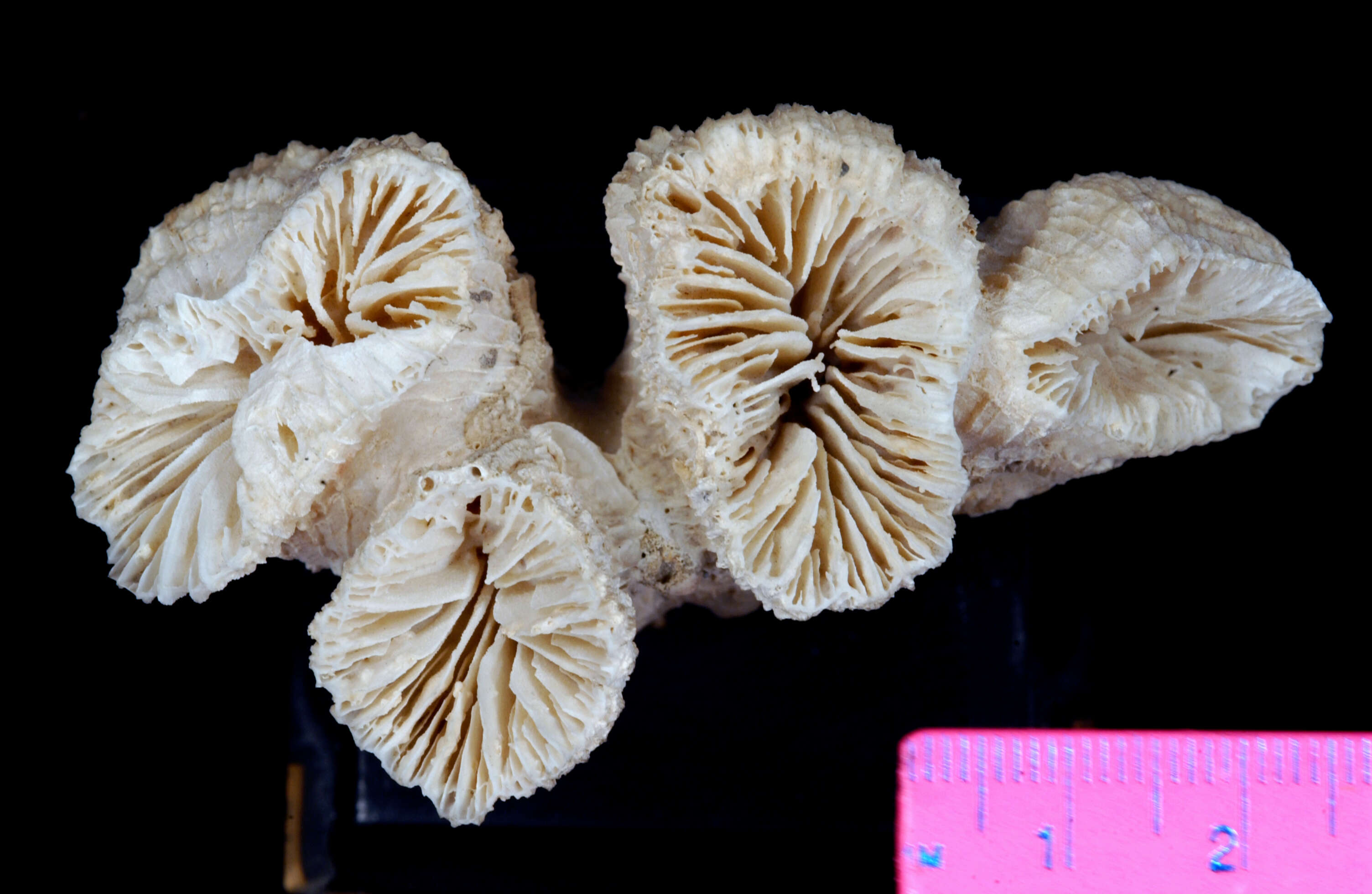 Image of Stony coral