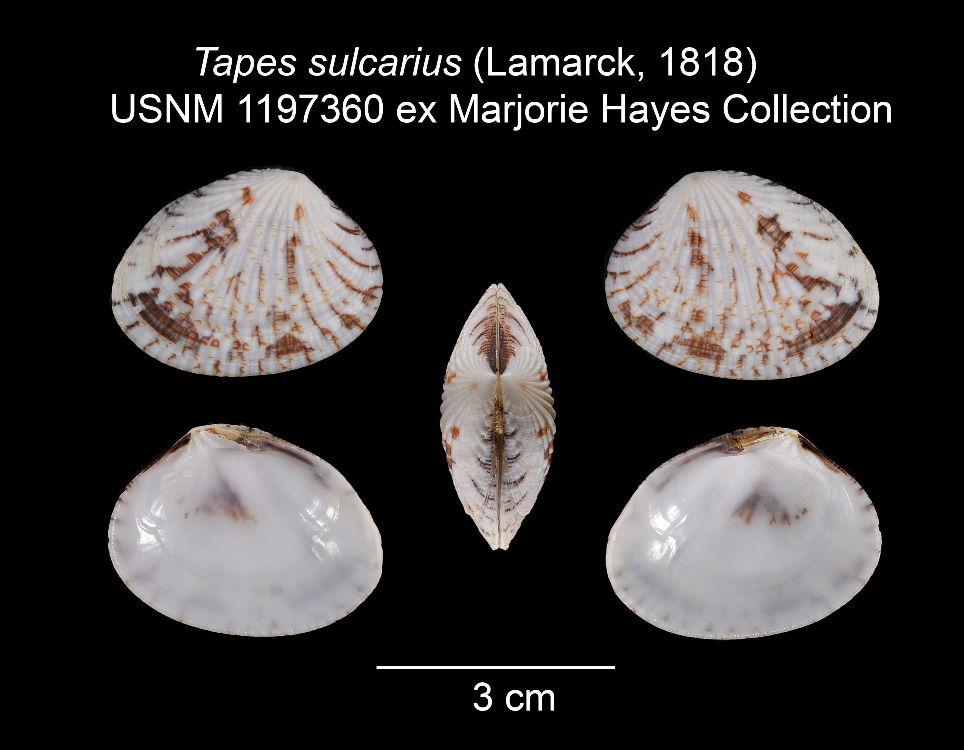 Слика од Tapes sulcarius (Lamarck 1818)