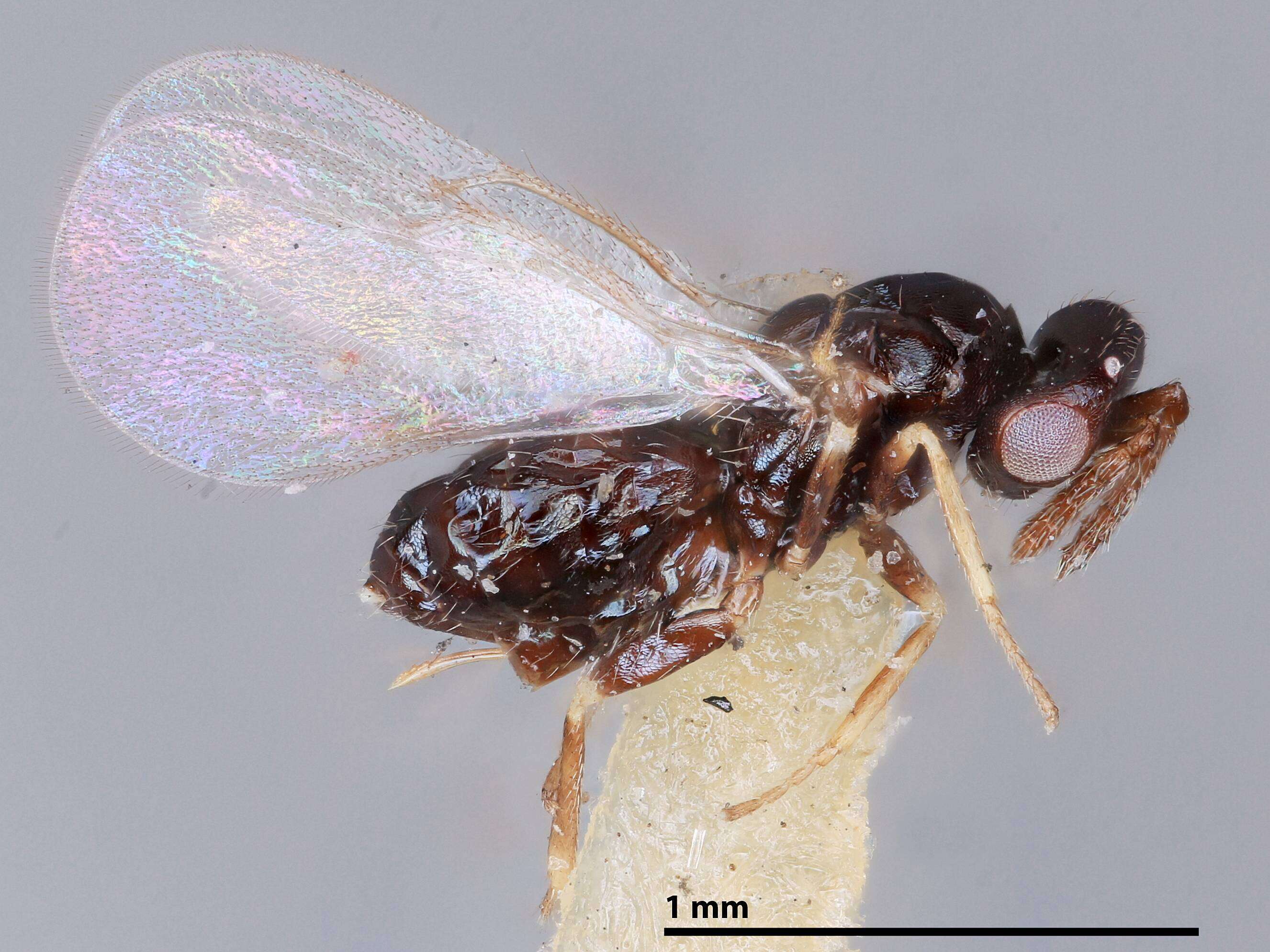 Image of Parasitoid wasp