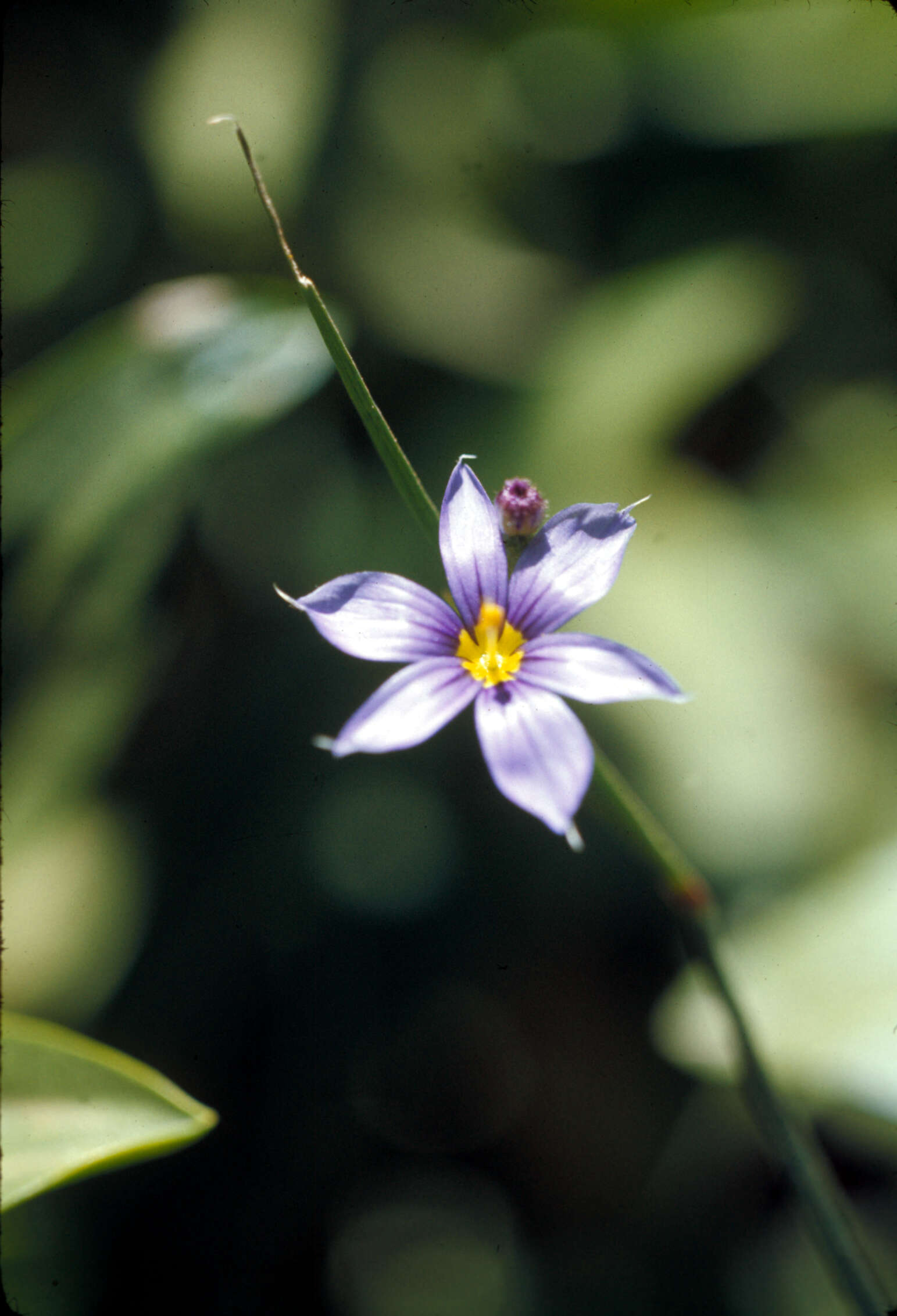 Image of strict blue-eyed grass