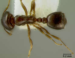 Image of Solenopsis granivora Kusnezov 1957