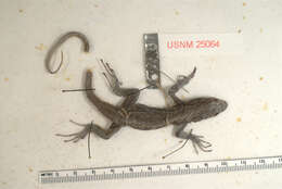 Image of Sceloporus grammicus microlepidotus Wiegmann 1834