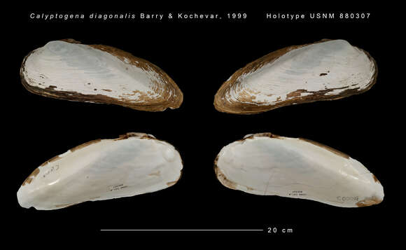 Image of Calyptogena diagonalis Barry & Kochevar 1999