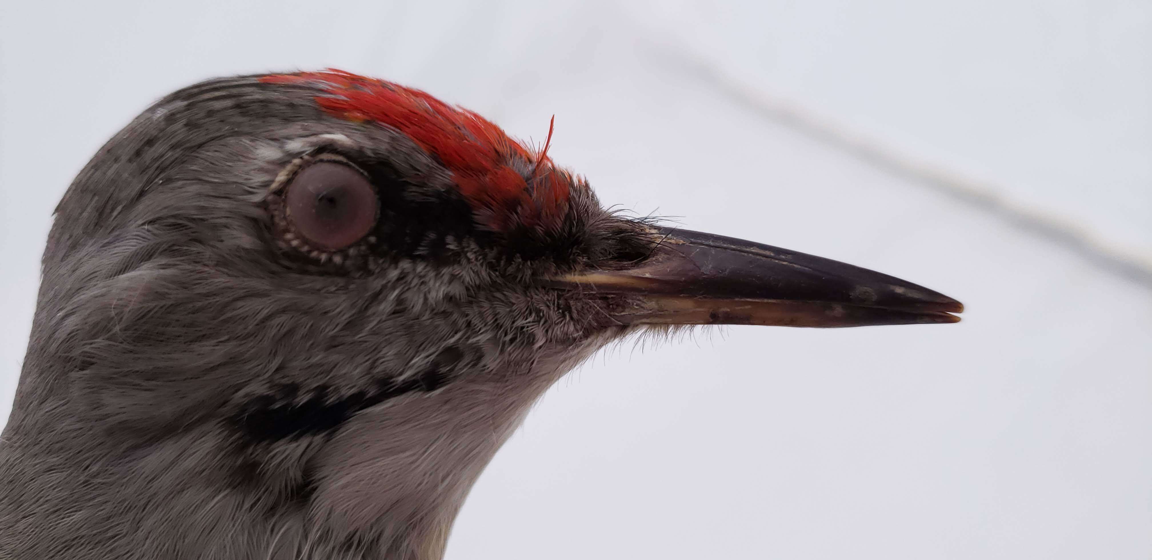 Image of Grey-faced Woodpecker