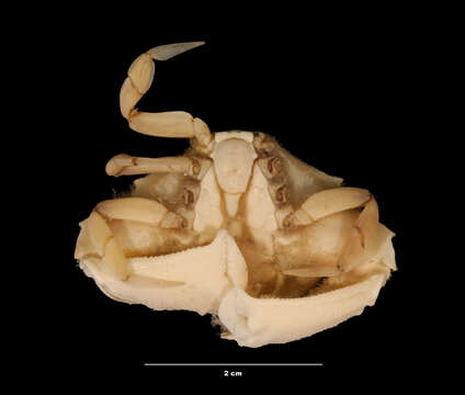 Image of Cycloes bairdii Stimpson 1860