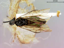 Image of Priophorus rubi Rohwer