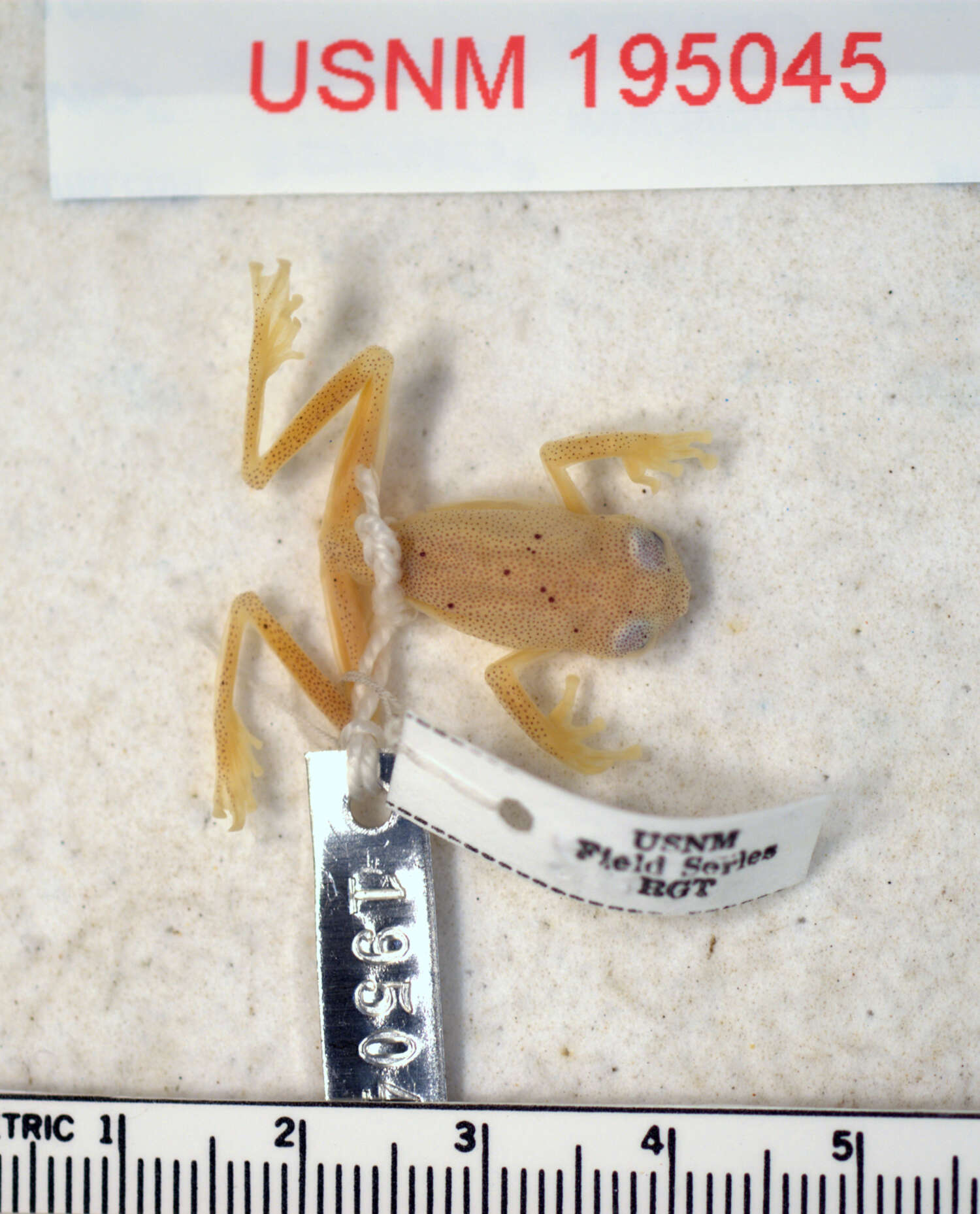 Image de Hyalinobatrachium orientale (Rivero 1968)