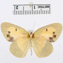 Image of Colotis protractus (Butler (1876))