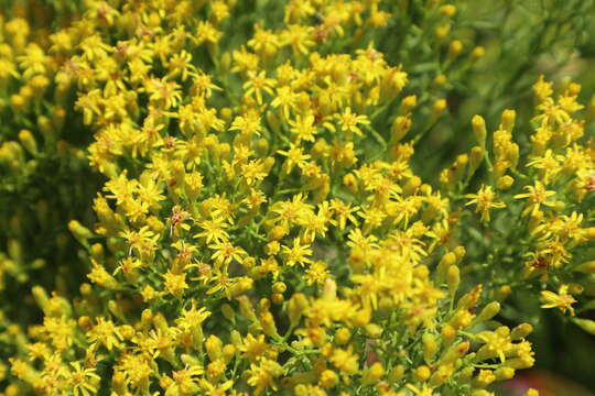 Plancia ëd Euthamia caroliniana (L.) Greene ex Porter & Britt.