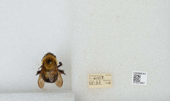 صورة Bombus bimaculatus Cresson 1864