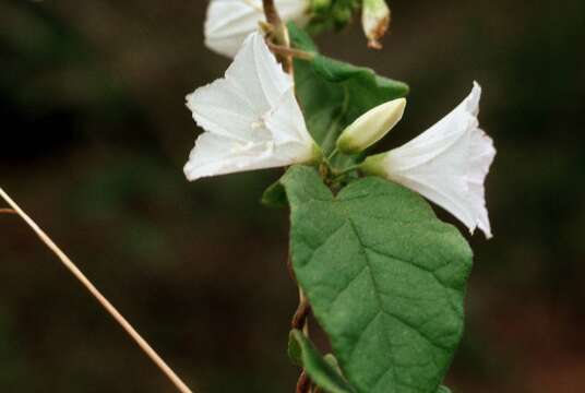 Imagem de Jacquemontia nodiflora (Desr.) G. Don