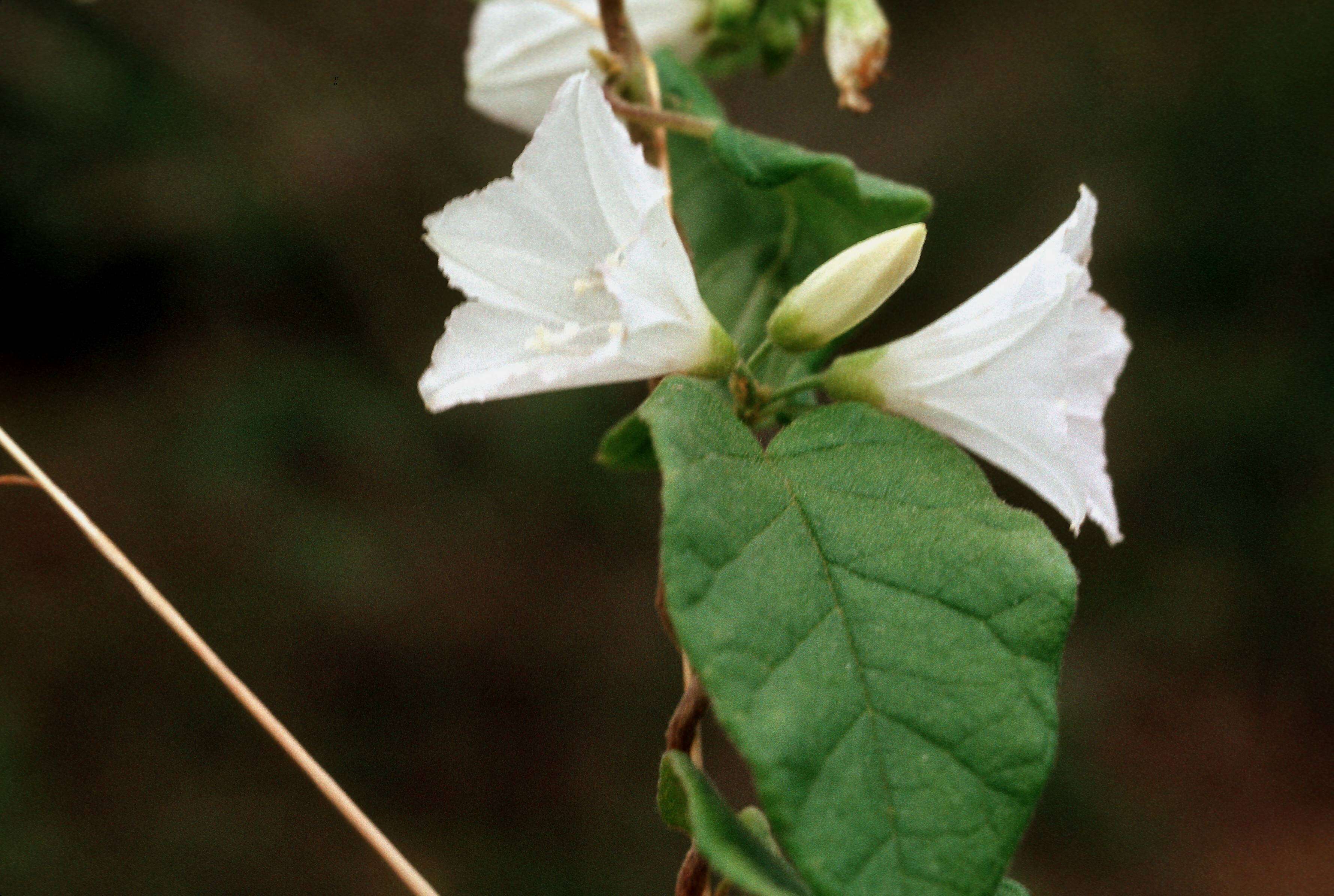 Слика од Jacquemontia nodiflora (Desr.) G. Don