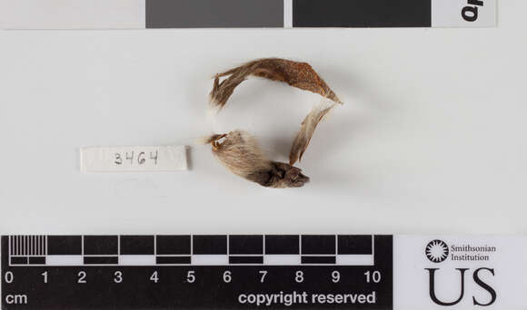 Image of Uinta ground squirrel