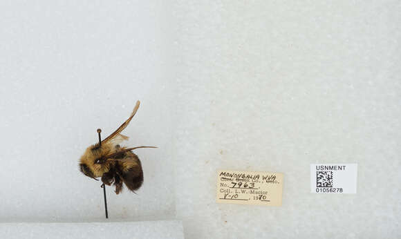 صورة Bombus bimaculatus Cresson 1864