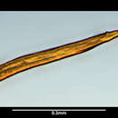 Sivun Anticoma subsimilis Cobb 1914 kuva