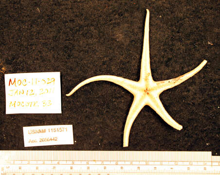 Image de Doraster constellatus Downey 1970
