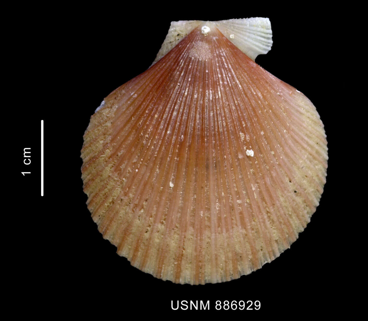 Image of Chlamys patagonica (King & Broderip 1832)