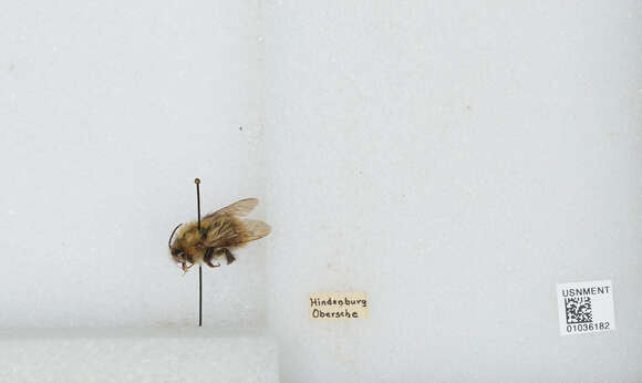 Image of Bombus muscorum (Linnaeus 1758)