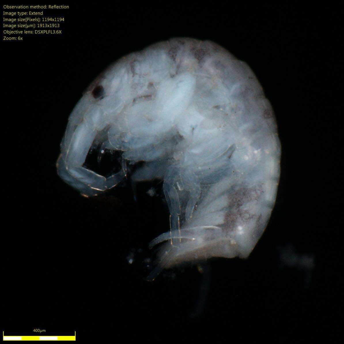 Image of Amphipoda