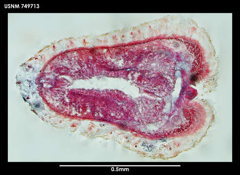 Image of Metamenia triglandulata Salvini-Plawen 1978