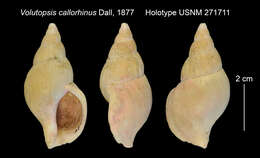 صورة Plicifusus rodgersi (Gould 1860)